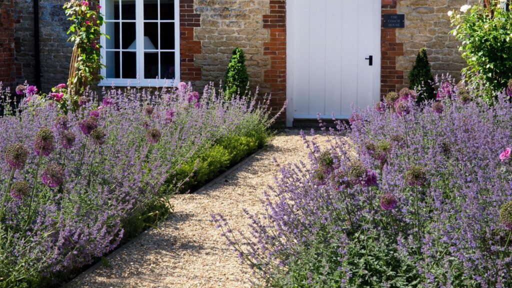 this image shows How to Grow Lavender in Your Garden